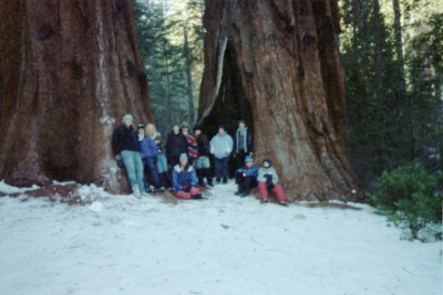 Between the Sequoias